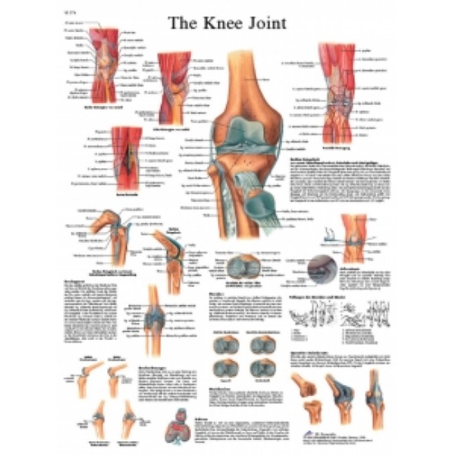 Chart  Anatomical  Knee Joint   Laminated