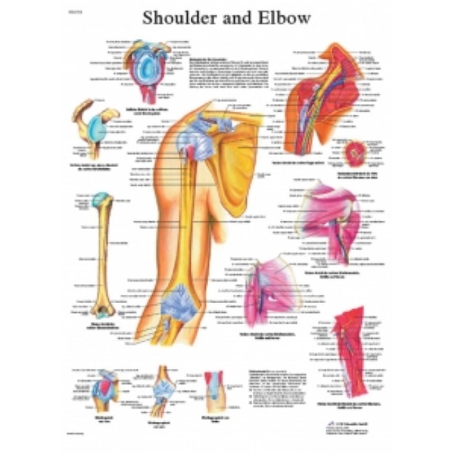 Chart  Anatmical  Shoulder Elbow  Laminated